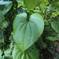 Dioscorea bulbifera L.